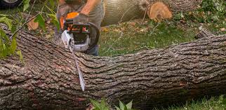 Best Emergency Tree Removal  in Eufaula, OK
