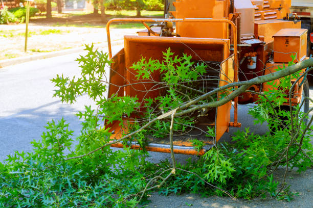 How Our Tree Care Process Works  in  Eufaula, OK