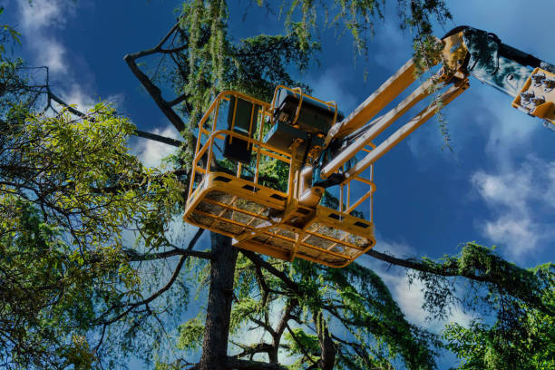 Best Hazardous Tree Removal  in Eufaula, OK