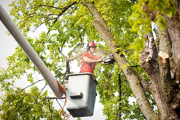 Eufaula, OK Tree Services Company