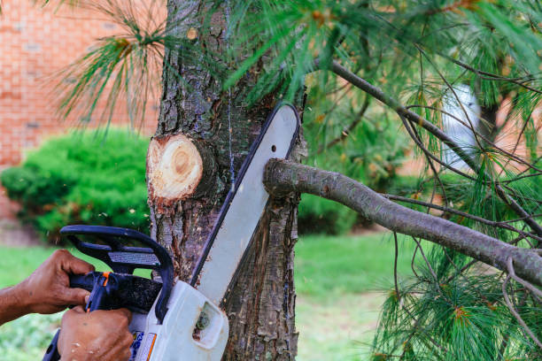 Best Hedge Trimming  in Eufaula, OK